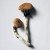 golden-teacher-mushrooms