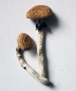 golden-teacher-mushrooms
